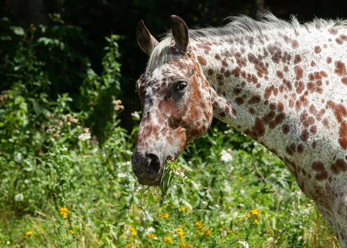 Cà Gabrielli Alojamento de Turismo Rural *