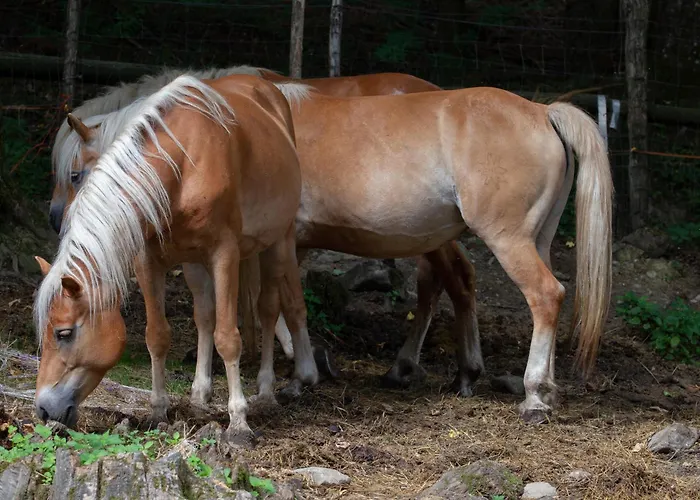 Cà Gabrielli Alojamento de Turismo Rural Lizzano In Belvedere
