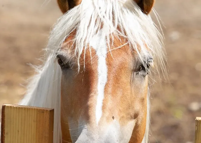 Cà Gabrielli Alojamento de Turismo Rural Lizzano In Belvedere