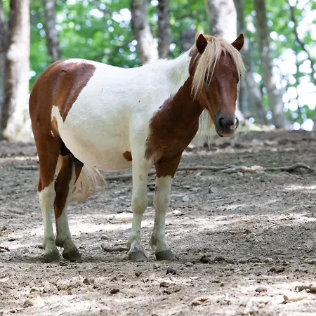 Ca Gabrielli * Lizzano in Belvedere