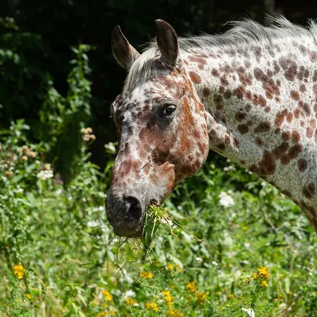 Ca Gabrielli Farmház *
