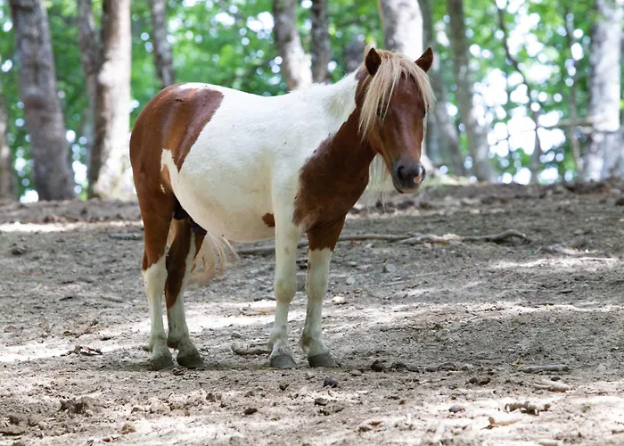Ca Gabrielli * Lizzano In Belvedere